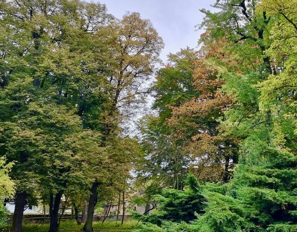 terapia lasem_drzewa w parku w targoszynie jesienią