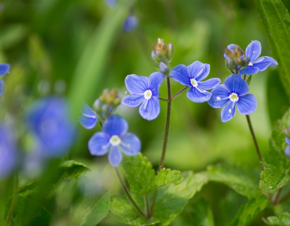 trawa na łące kwiaty niebieskie przetacznik górski