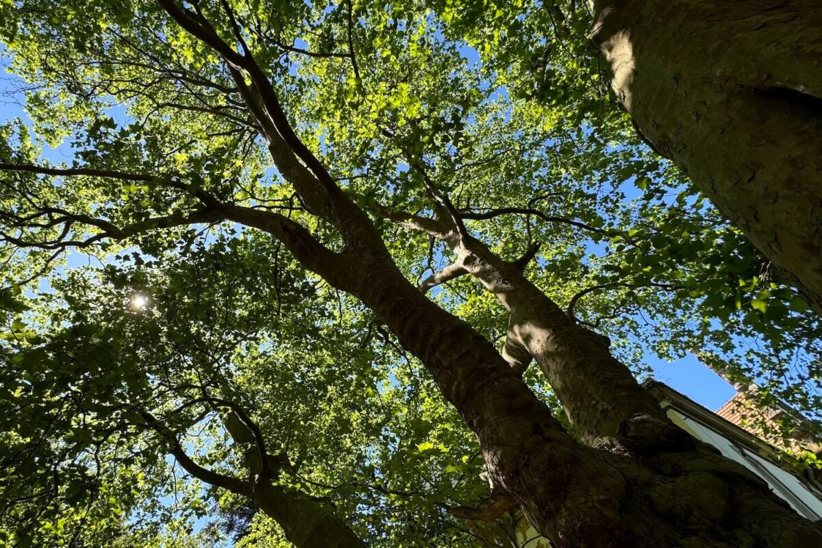 platan miłości wiosną widziany od dołu ochrona starych drzew