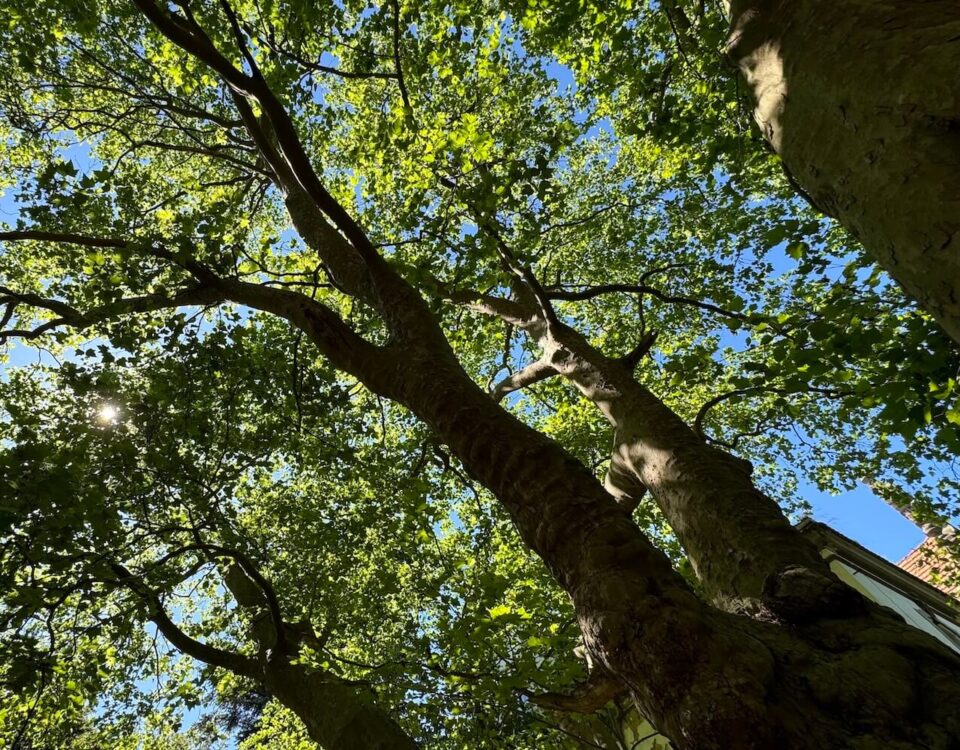 platan miłości wiosną widziany od dołu ochrona starych drzew