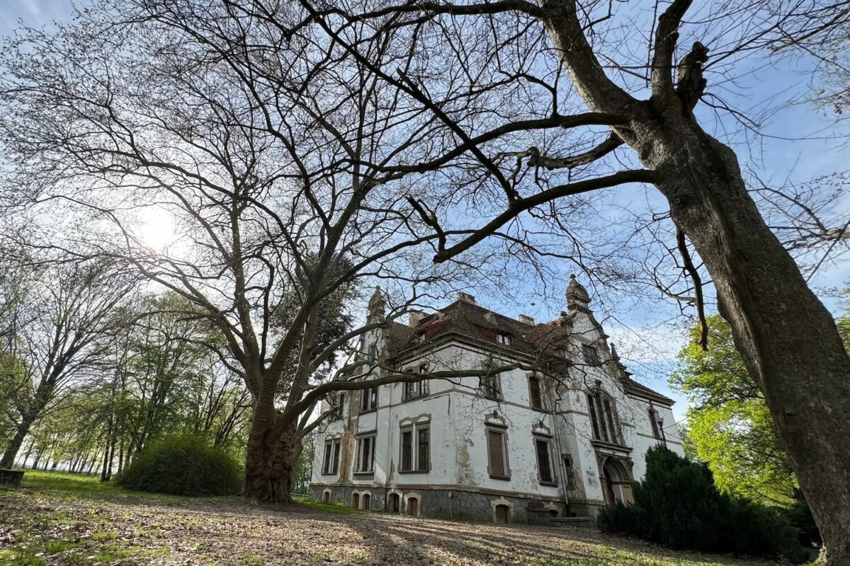 pałac w Targoszynie wiosną widok na pałac i Platan Miłości