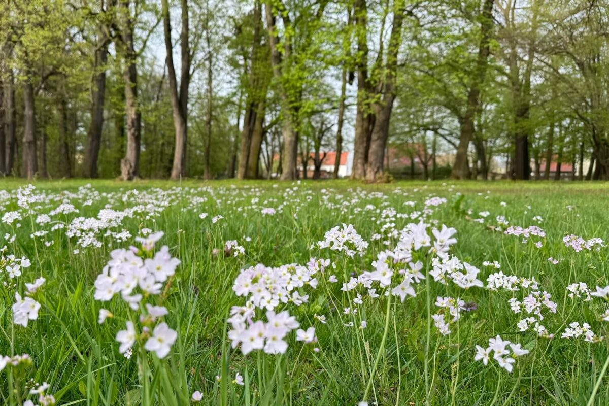 łąka w Targoszynie rzeżucha łąkowa kwitnąca