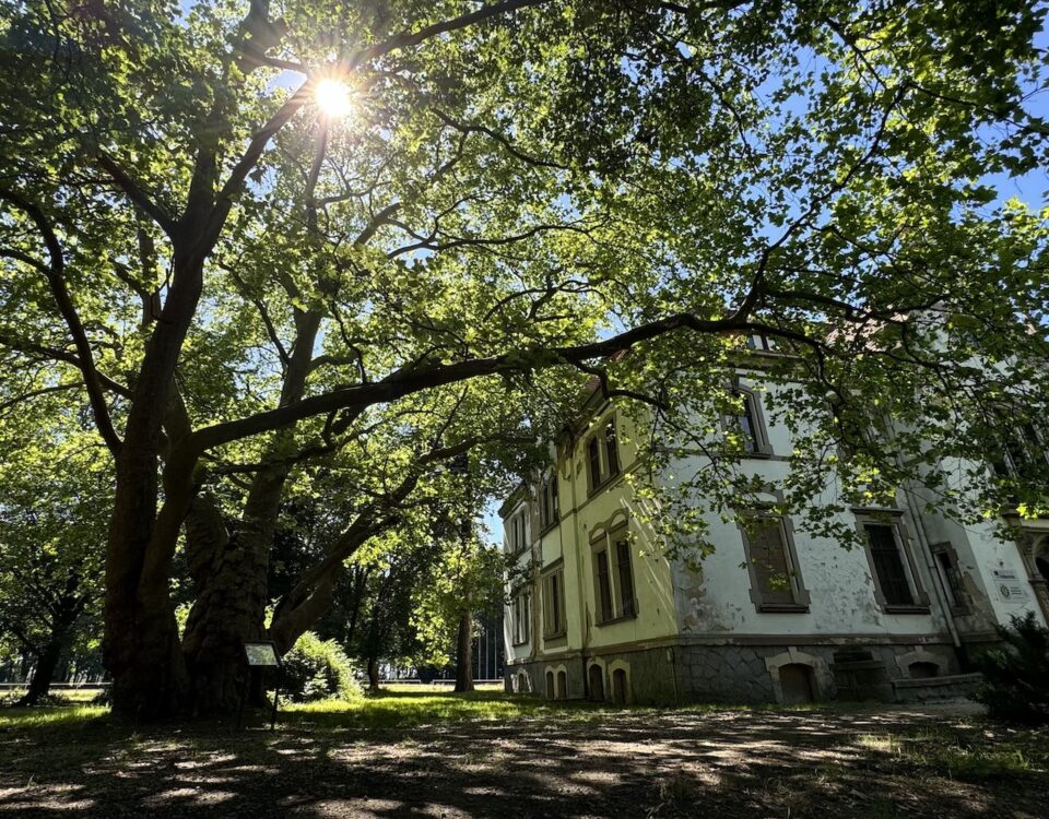 platan miłości i pałac w targoszynie zero waste w zabytkach