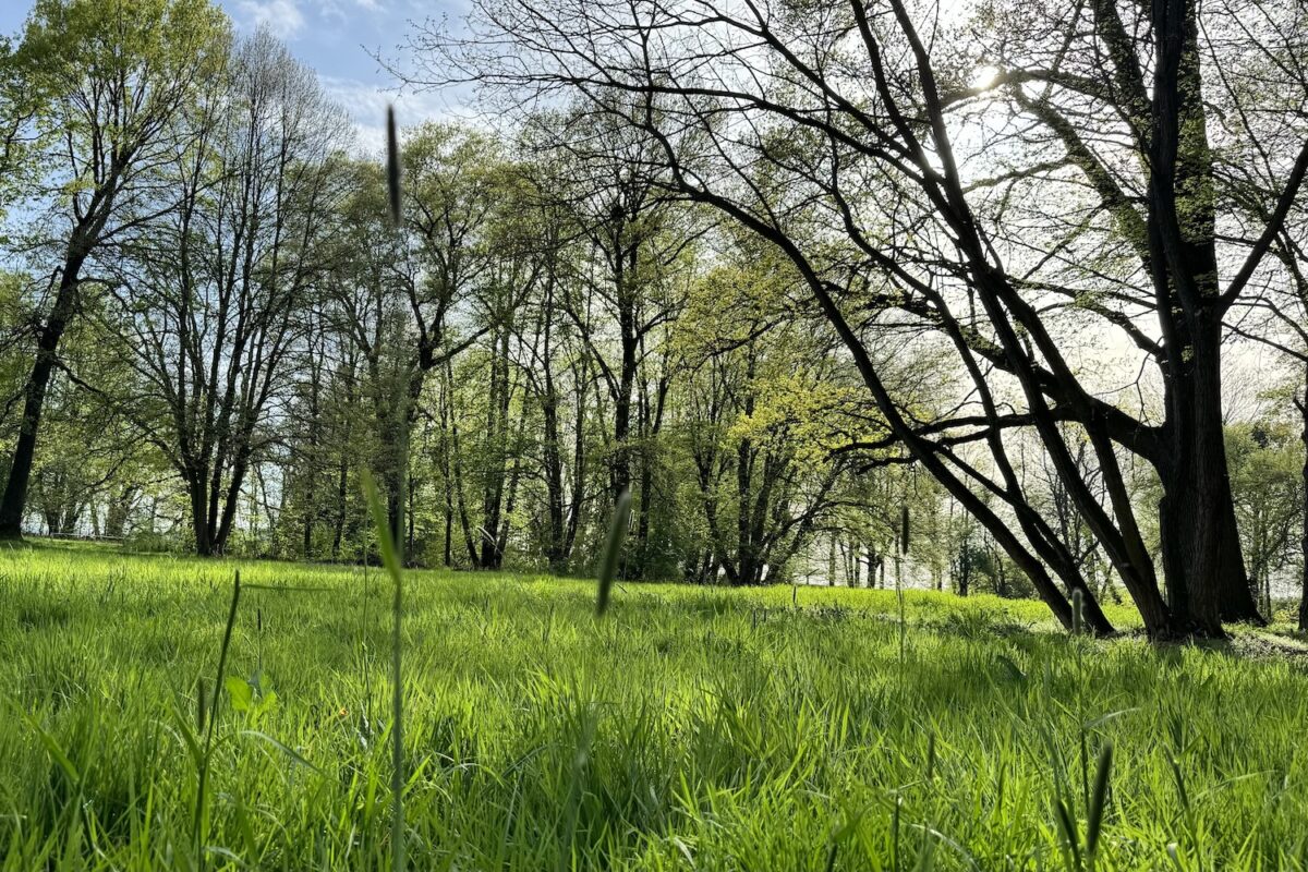 właściwości lecznicze drzew park i łąka w targoszynie