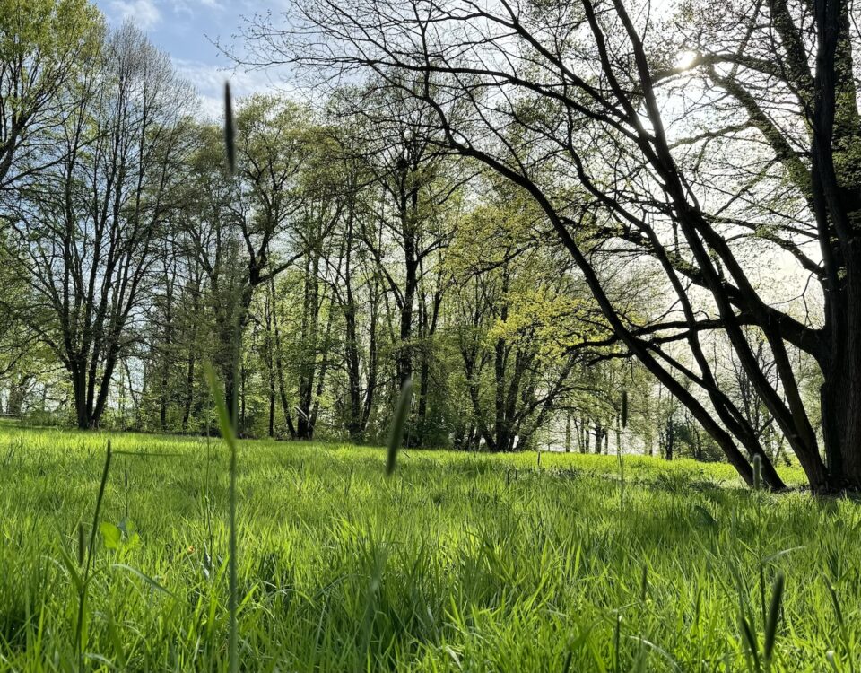 właściwości lecznicze drzew park i łąka w targoszynie