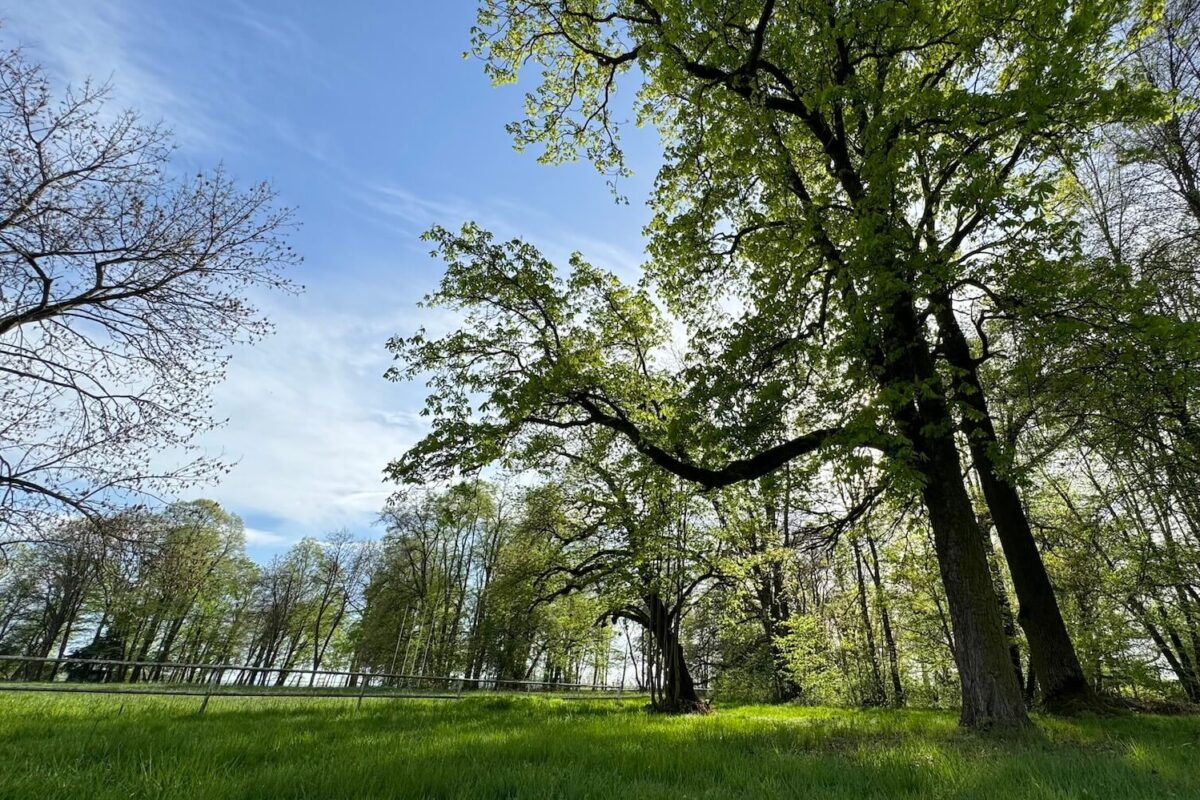 dzień ochrony środowiska 2025 park w targoszynie drzewa
