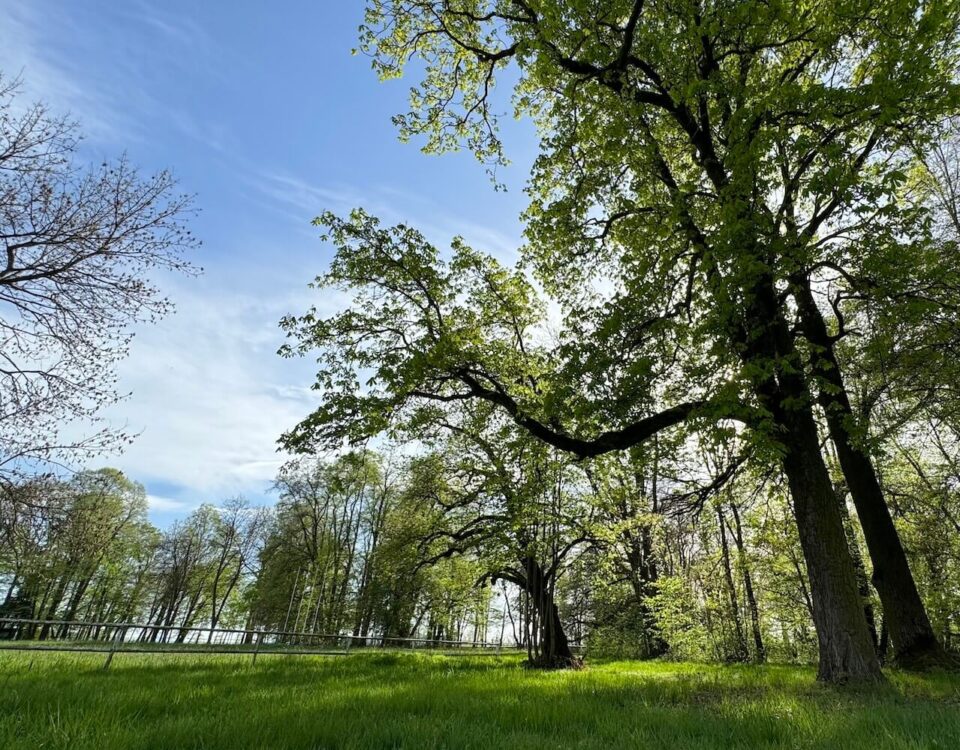 dzień ochrony środowiska 2025 park w targoszynie drzewa
