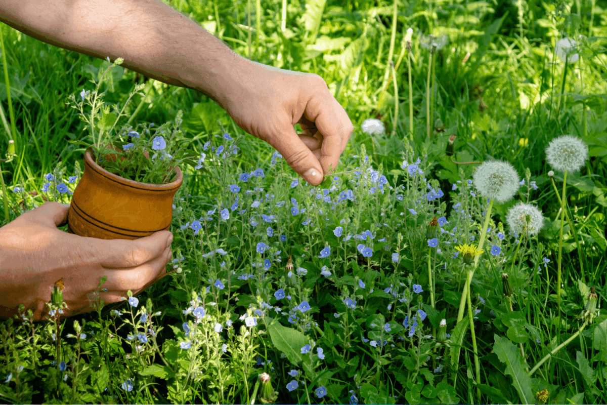 dziki ogród ziołowy łąka