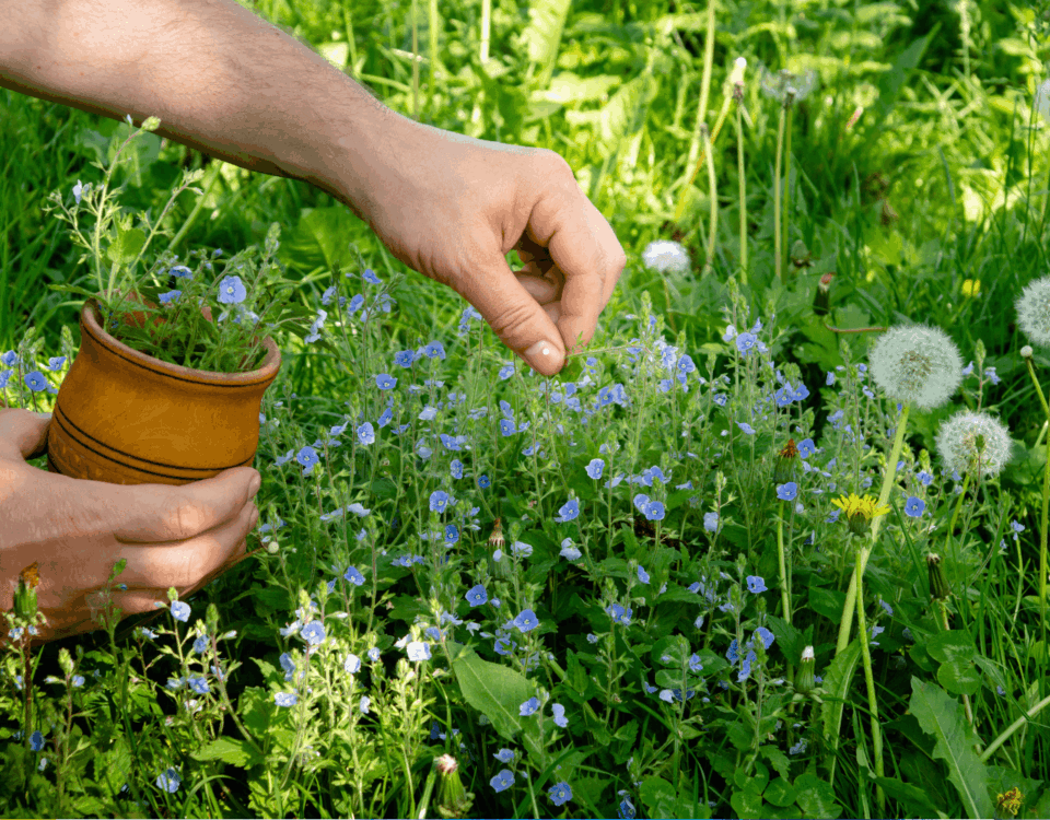 dziki ogród ziołowy łąka